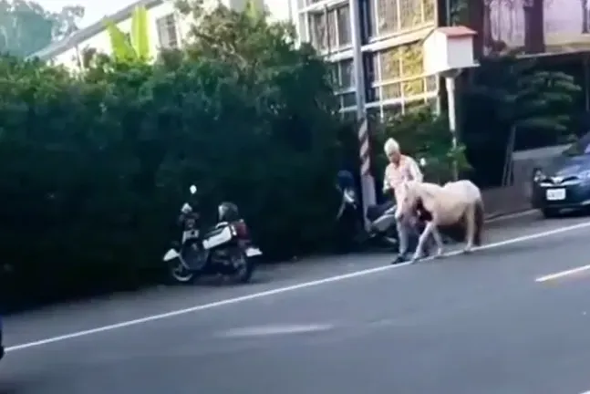 該匹白馬被飼主帶回。（圖／翻攝自社會事新聞影音群組）