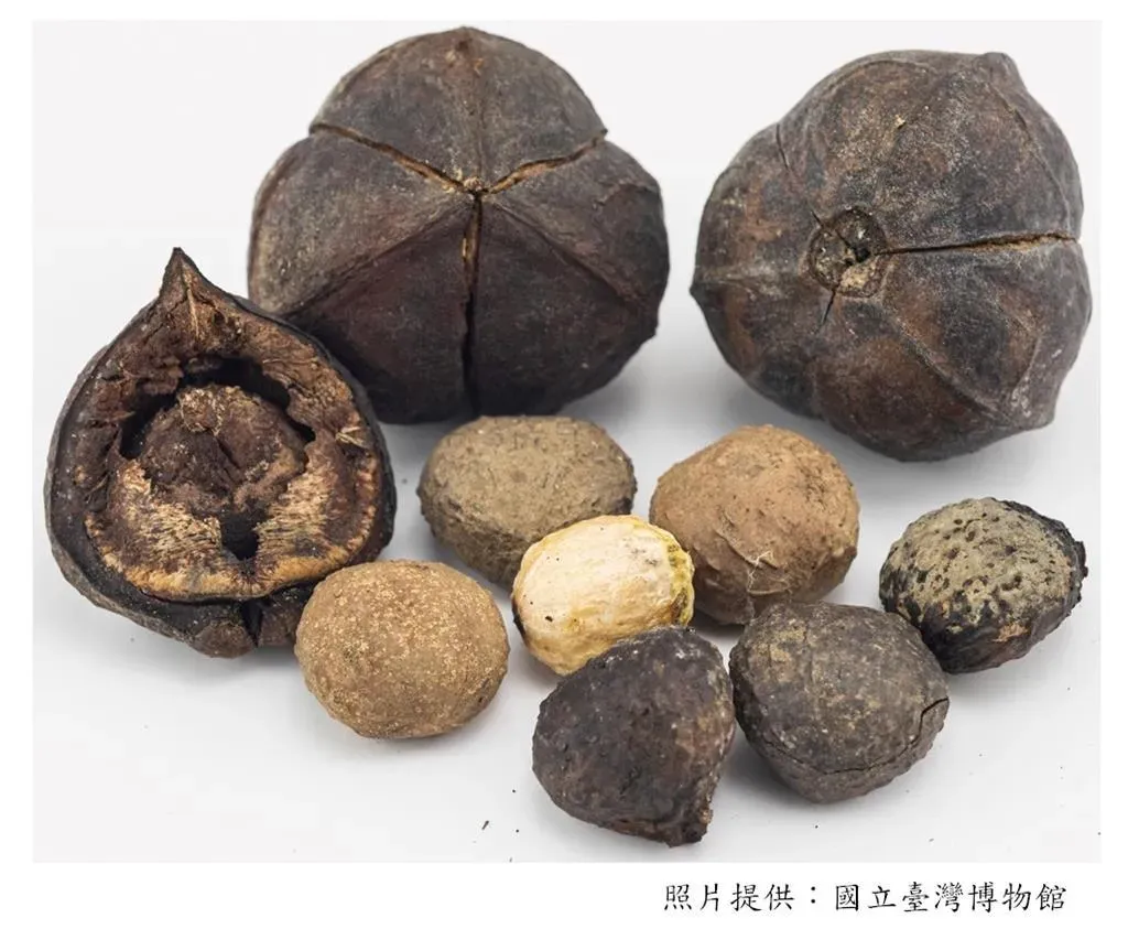 油桐子中的桐酸和皂素,會引起中毒,不可隨意食用。(圖/國立台灣博物館)