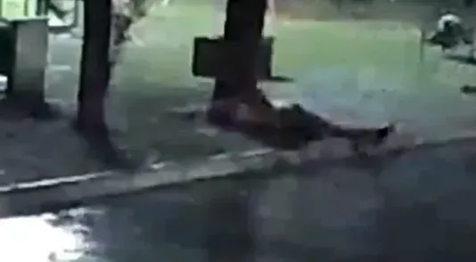 身邊的朋友們一度以為貝隆當場死亡。（圖／翻攝自X）