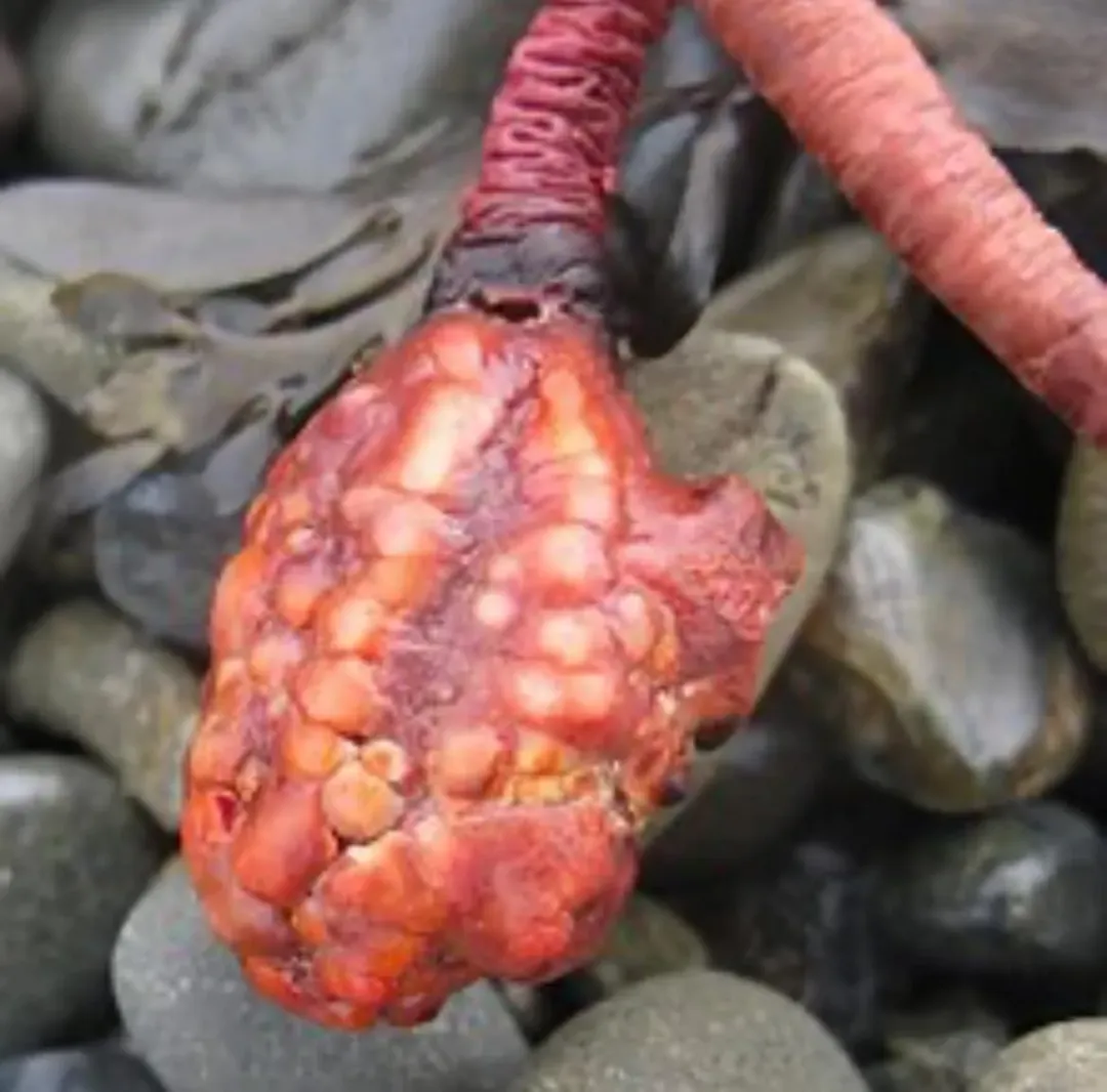 有網友跳出來解釋，這生物有可能是「海鬱金香（Sea tulip）」海鞘綱動物。（圖／翻攝自臉書）