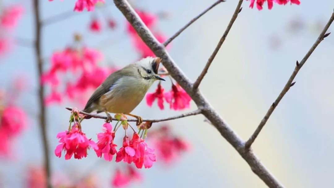 大雪山鳥語花香。(圖/林業及自然保育署臺中分署提供)