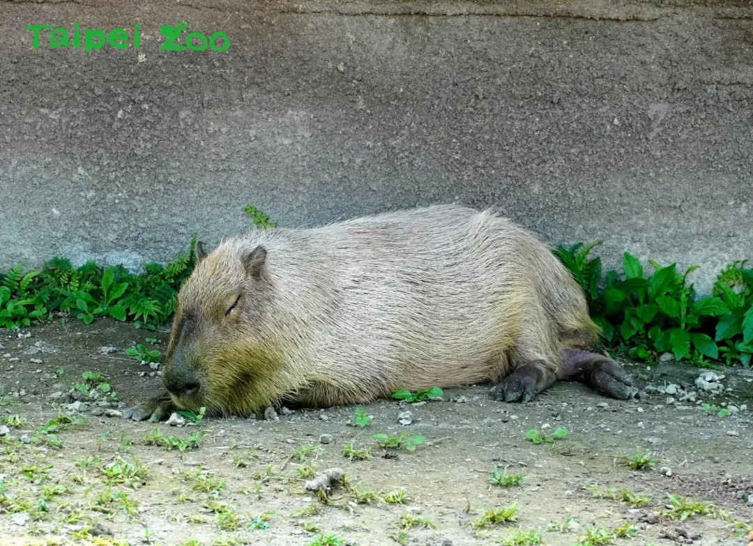 水豚愛打盹。（圖／翻攝台北市立動物園）