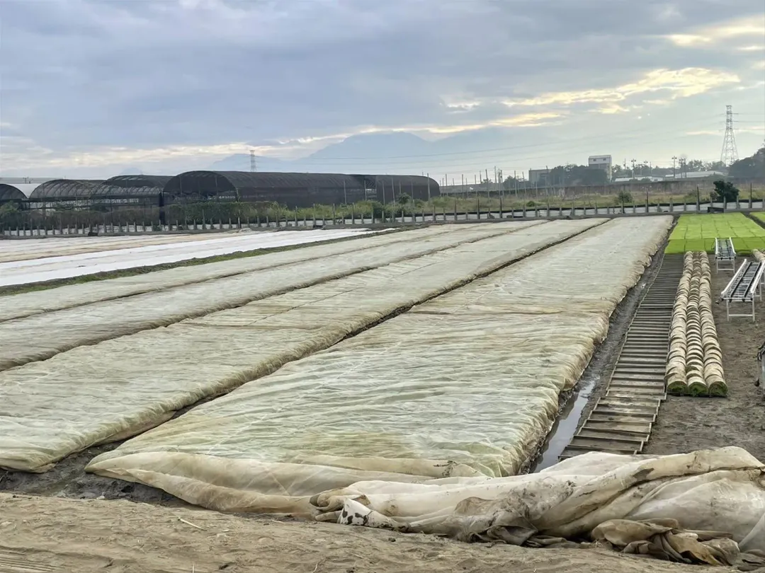 南部地區農田罕見「蓋被子」表土覆蓋,利用網布維持土壤溫度。(圖/高雄市農業局提供)