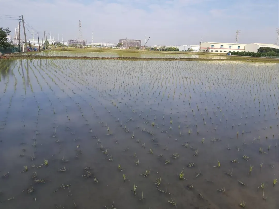 已插秧的水稻田注滿水,減少低溫影響。(圖/高雄市農業局提供)