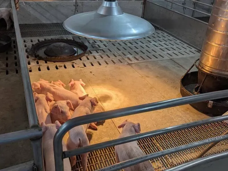 小豬擠在一起照燈取暖。(圖/台南市農業局提供)