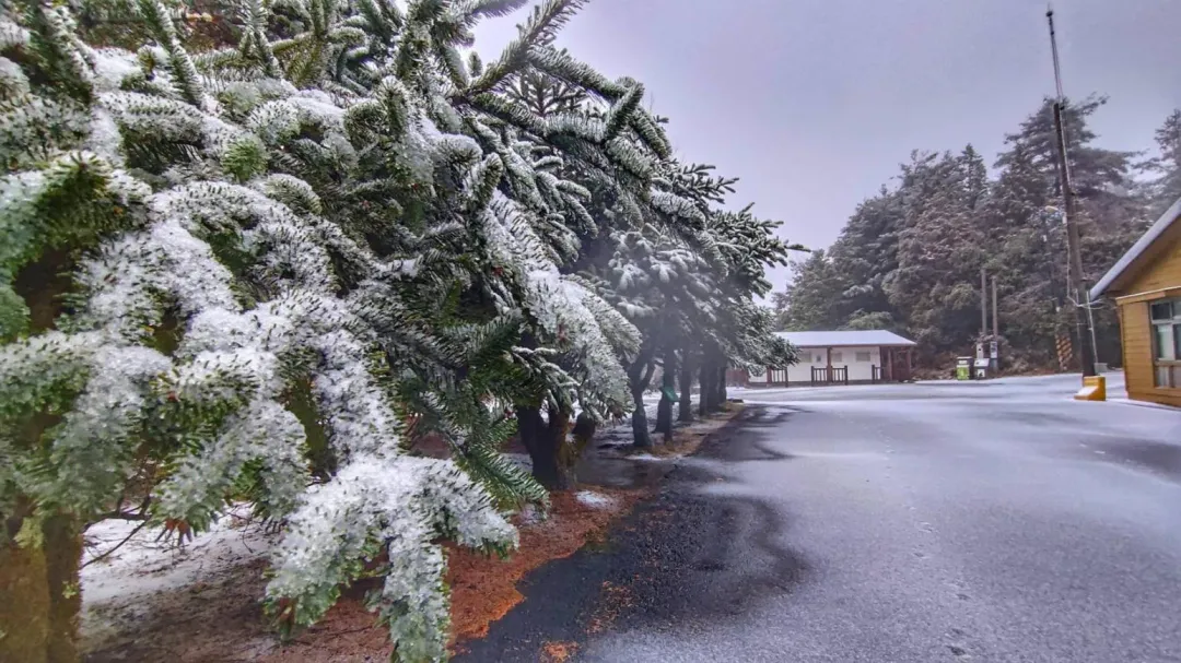 白色雪景如糖霜灑滿植物上。（圖／翻攝自大雪山國家森林遊樂區臉書）