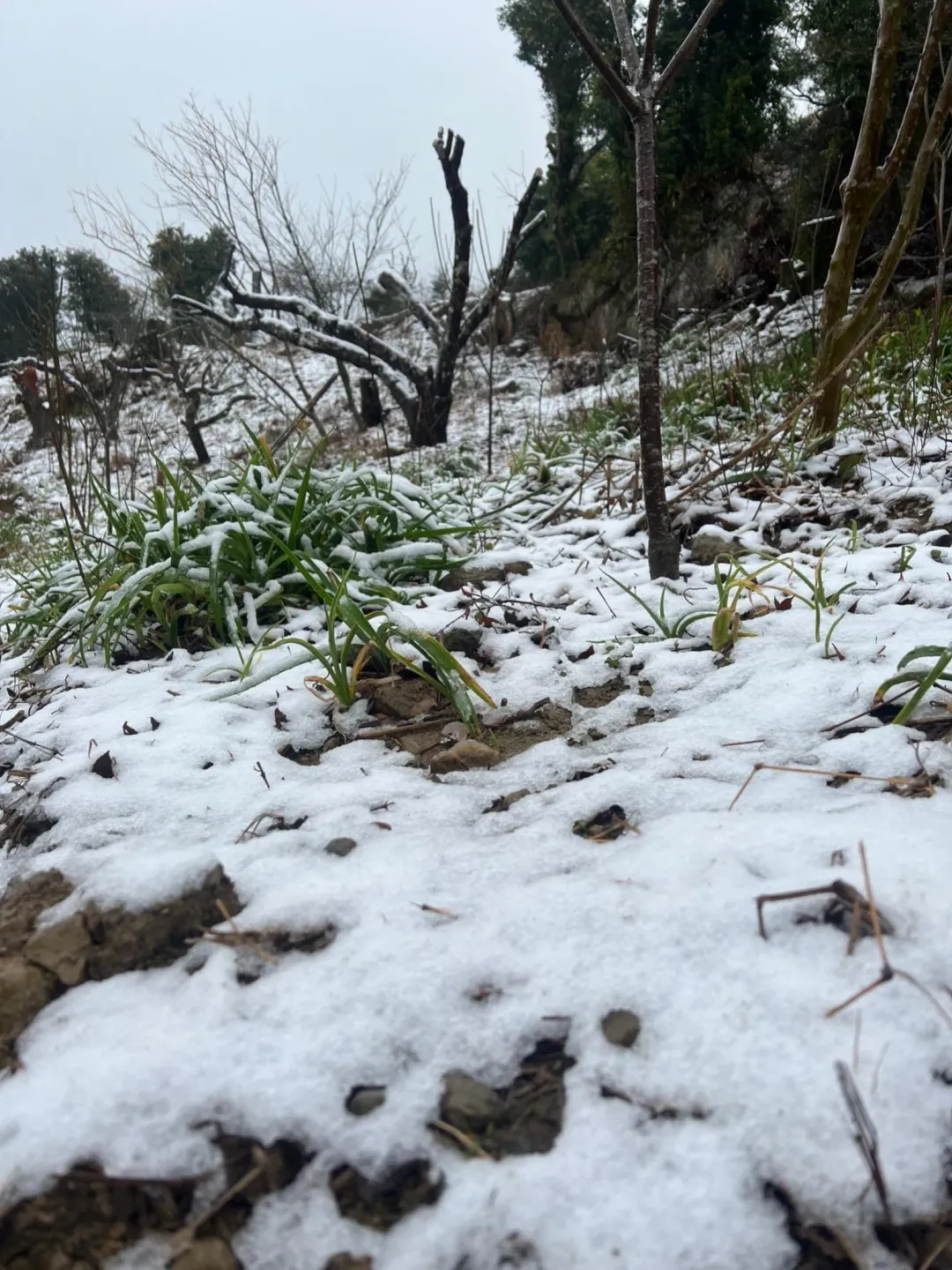 寒流發威，三峽下雪了。（圖／中天新聞）
