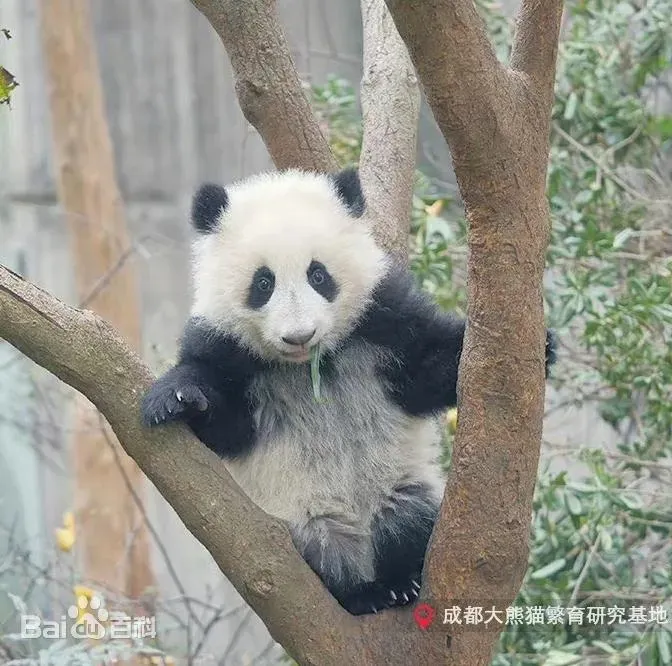 好動的和葉，還曾抓青蛙來玩，曾被網友戲稱「親蛙王子」。（圖／翻攝百度）