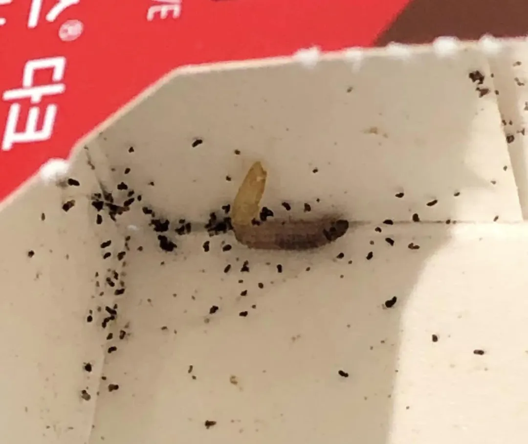 另一隻蟲在包裝紙盒裡的蟲糞或是巧克力屑中爬行。（圖／翻攝自Facebook@我愛全聯-好物老實説）