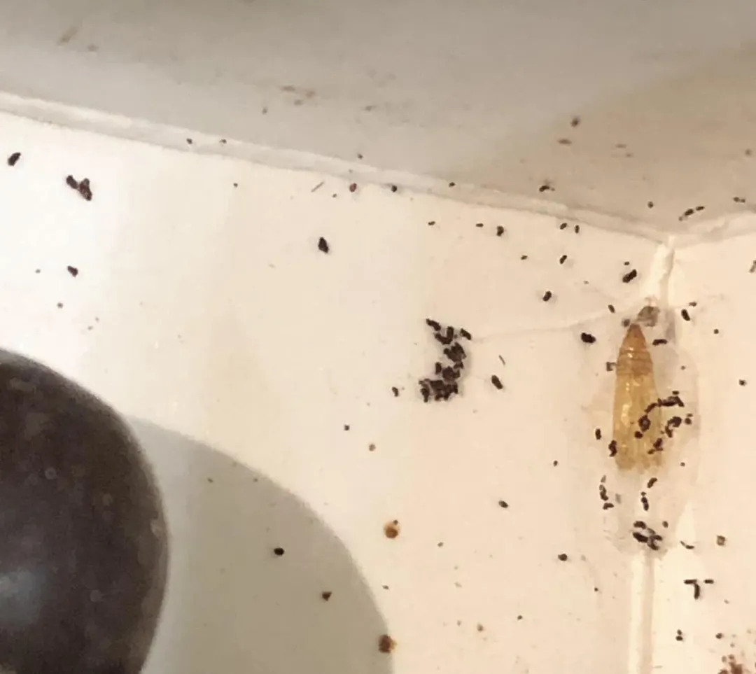 盒子角落有一隻蟲周圍有絲狀物包裹。（圖／翻攝自Facebook@我愛全聯-好物老實説）