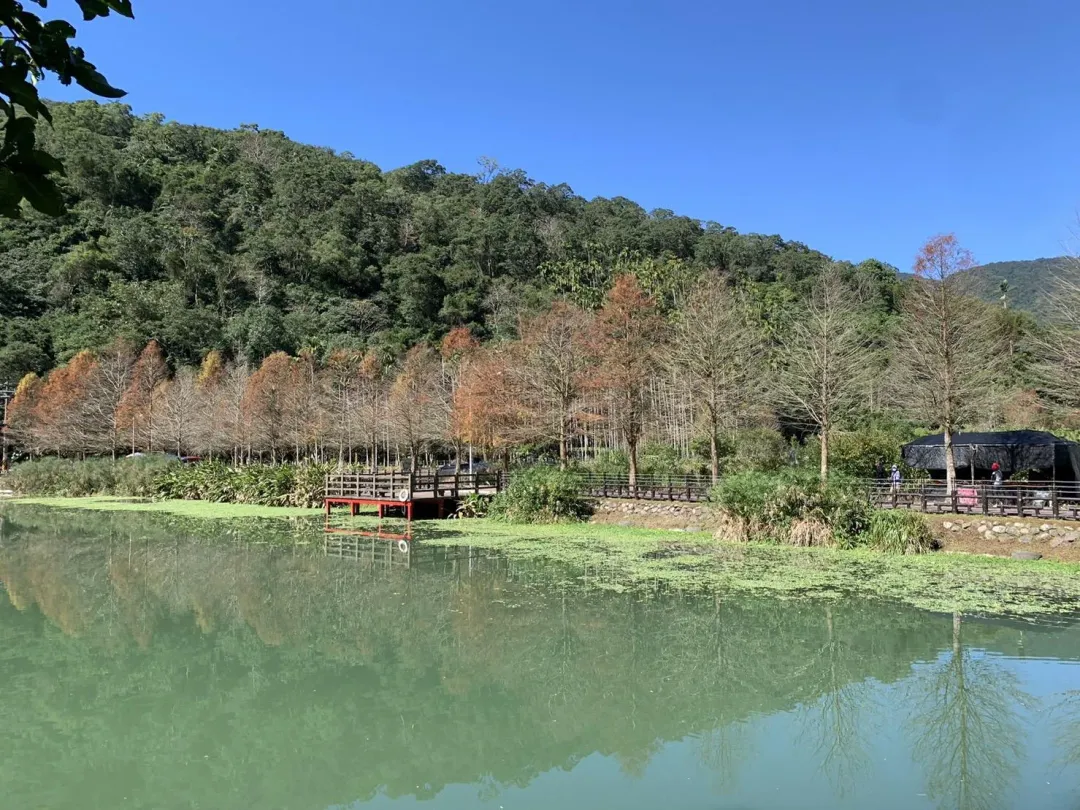 望龍埤景色頗有日式山水景色風格，落羽松倒映水面風景如畫。（圖／記者高珞曦攝）