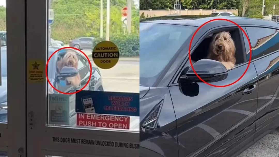 巨犬布洛迪按喇叭畫面在網路上瘋傳(圖/翻攝IG「brodiethatdood」)