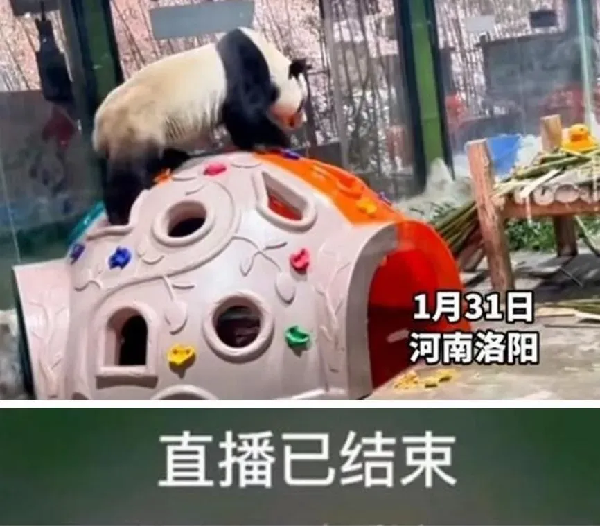 貓熊異常行為讓園方急封直播間10分鐘。(圖/翻攝新黃河)