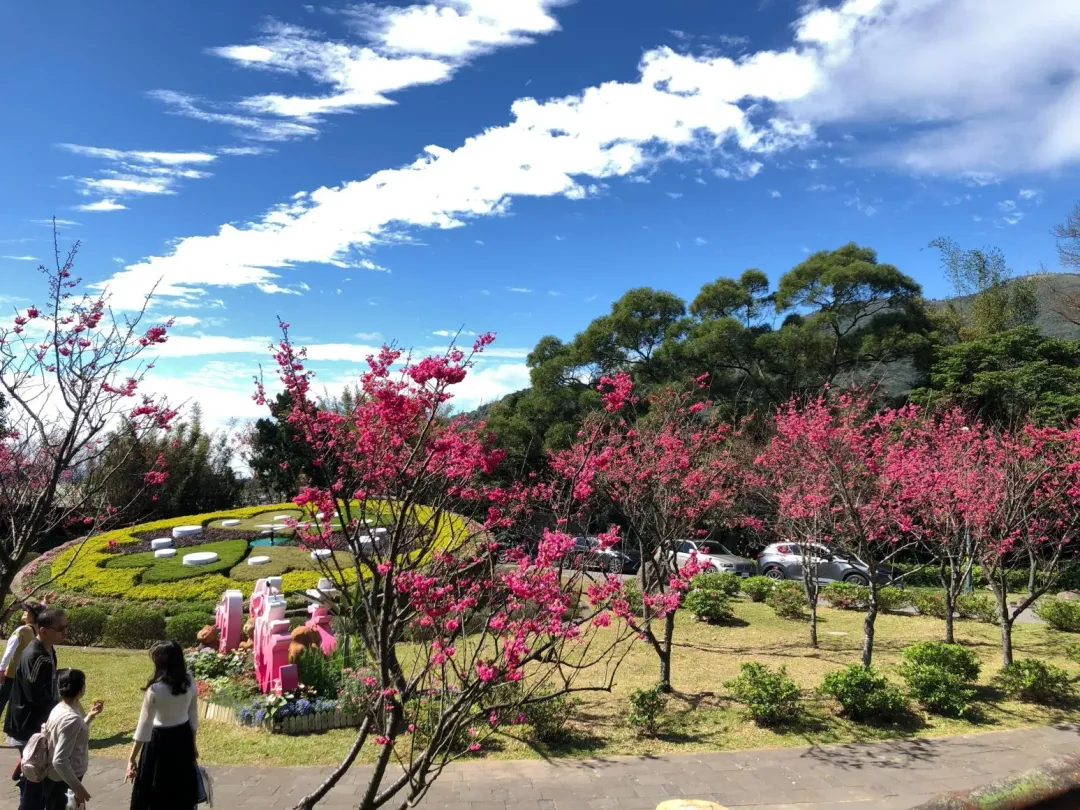 八重櫻花況。(圖/台北市花卉試驗中心)