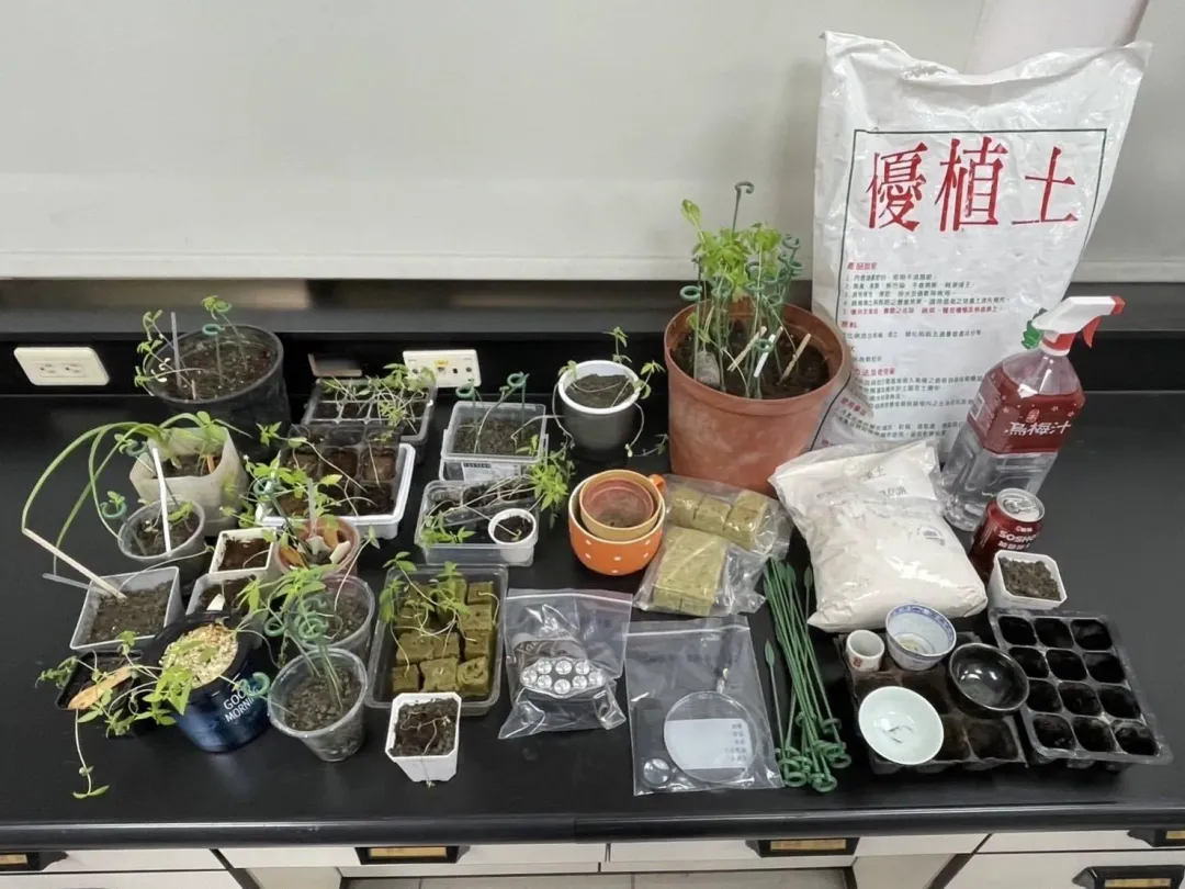 警方查扣的大麻株和種植器具等證物。（圖／中天新聞）