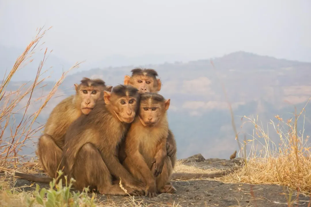 B病毒可自然存在於獼猴的唾液、尿液及糞便等，而獼猴是香港常見的一種野生猴子。（示意圖／Pexels）