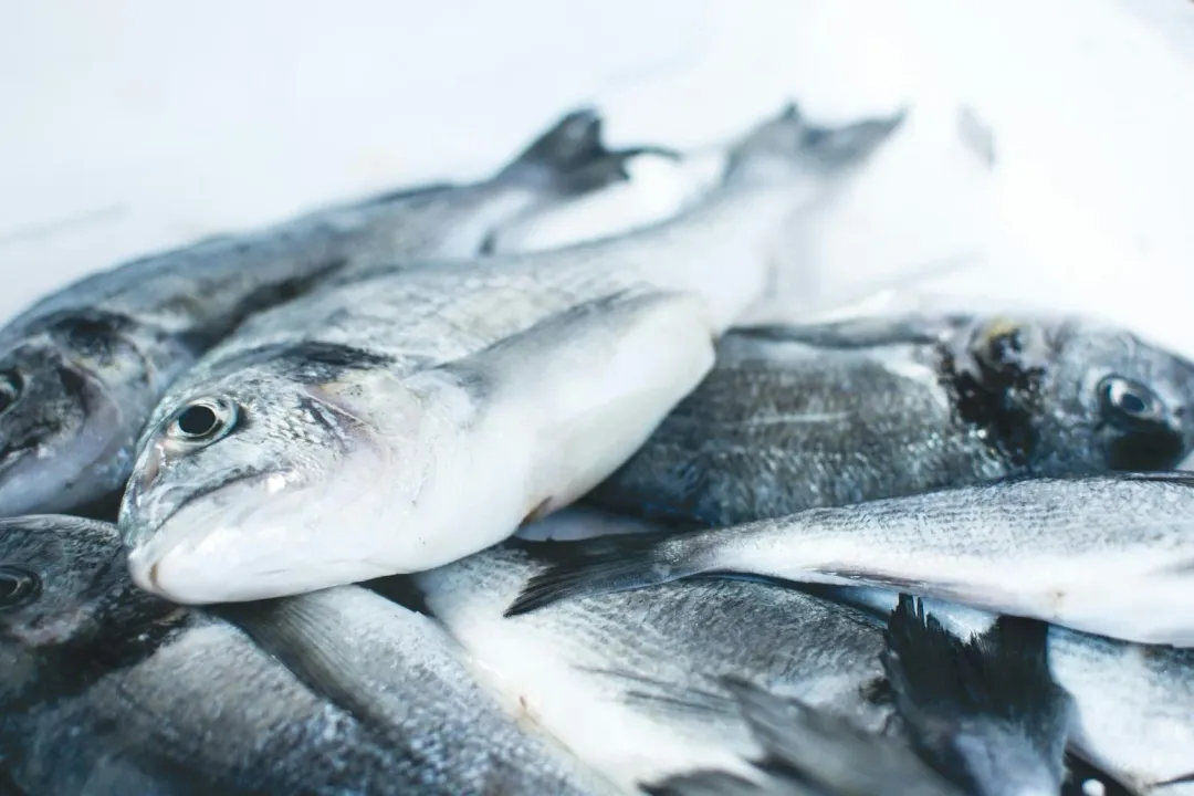 大量蛆蟲竟來自隨身行李內一隻腐爛的魚（示意圖／翻攝Unsplash）