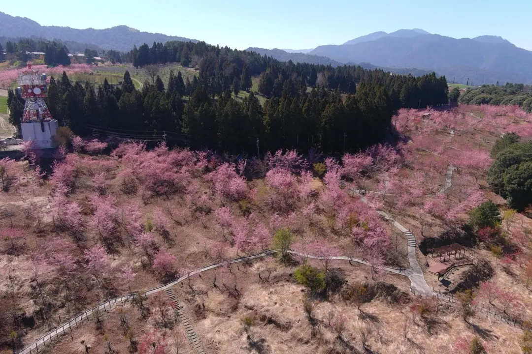 福壽山農場的粉色櫻花同期登場比美，3月還有白色系櫻花即將登場。（圖／翻攝自Facebook@福壽山農場FushoushanFarm）