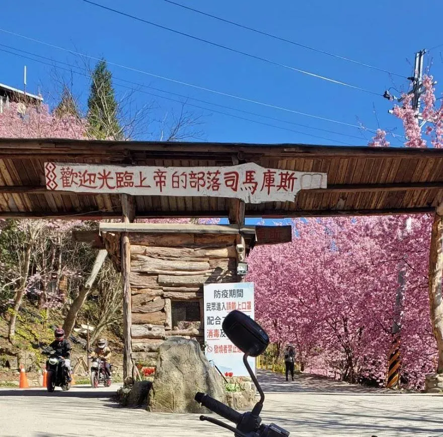 新竹縣司馬庫斯部落迎來櫻花盛放美景。(圖/記者陳儷文攝)