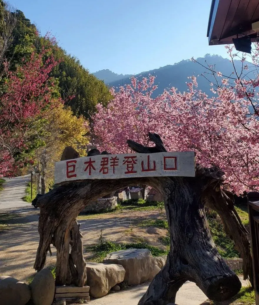 司馬庫斯裡的巨木步道附近櫻花林已開始吐蕊。(圖/記者陳儷文攝)