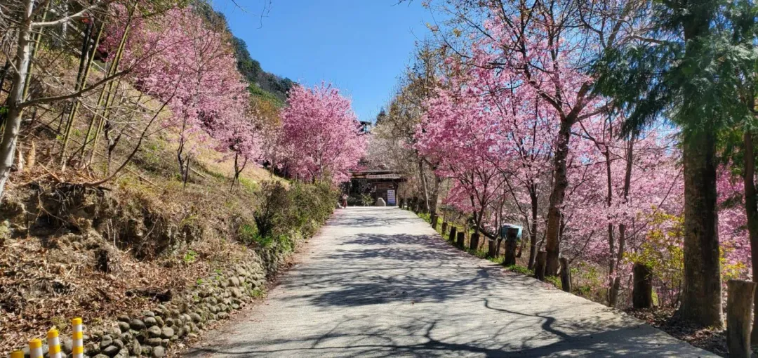 部落入口也有櫻花可以欣賞。(圖/記者陳儷文攝)