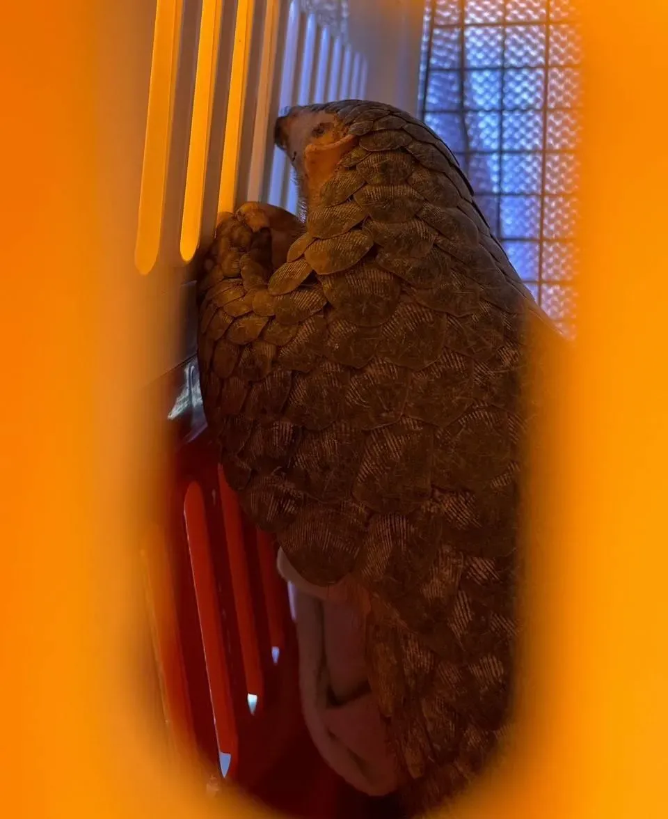關山警親帶穿山甲自野灣野生動物保育協會給獸醫檢查。(圖/關山警察分局提供)