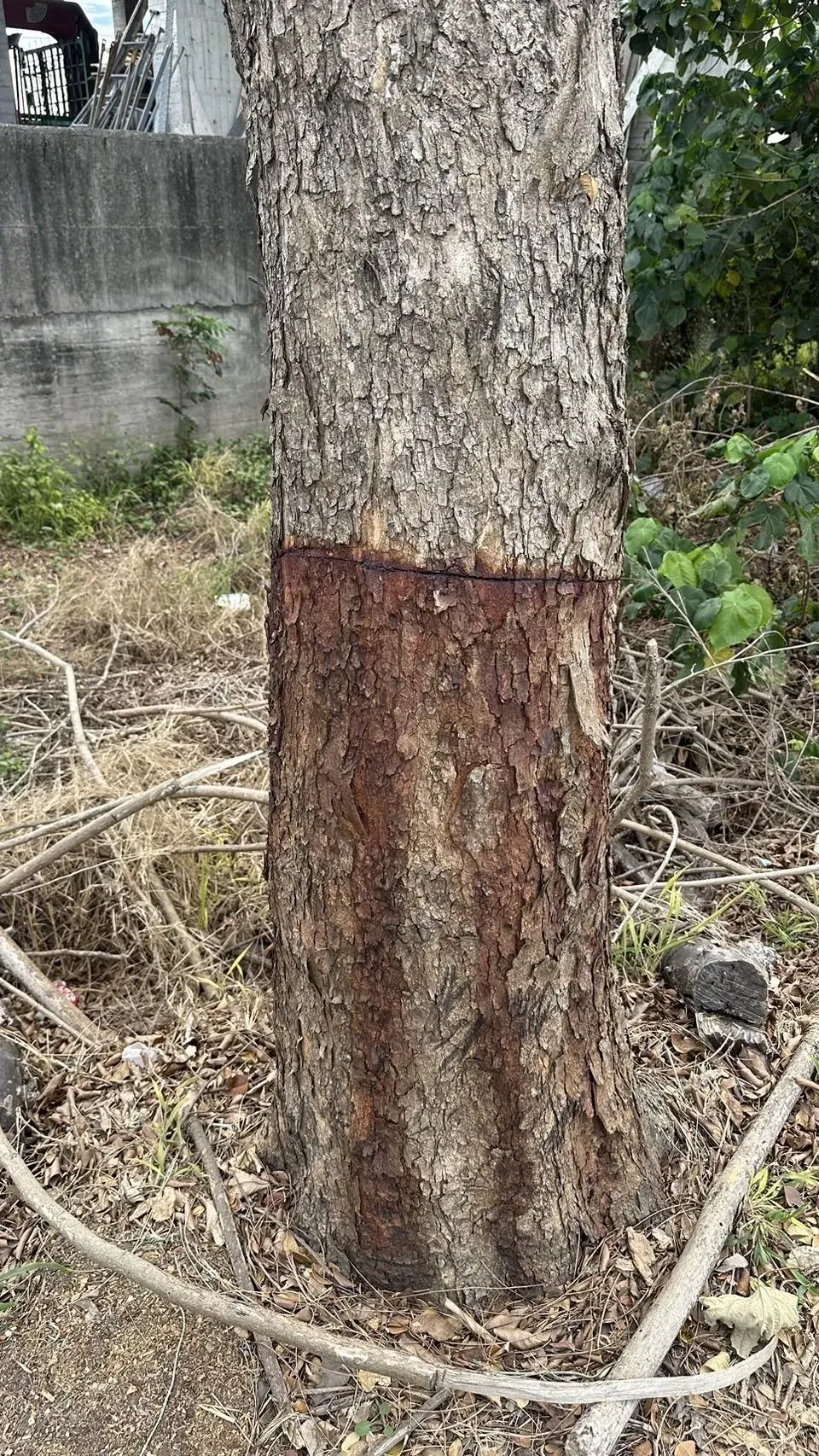 行道樹慘遭凌虐。（圖／民眾提供）