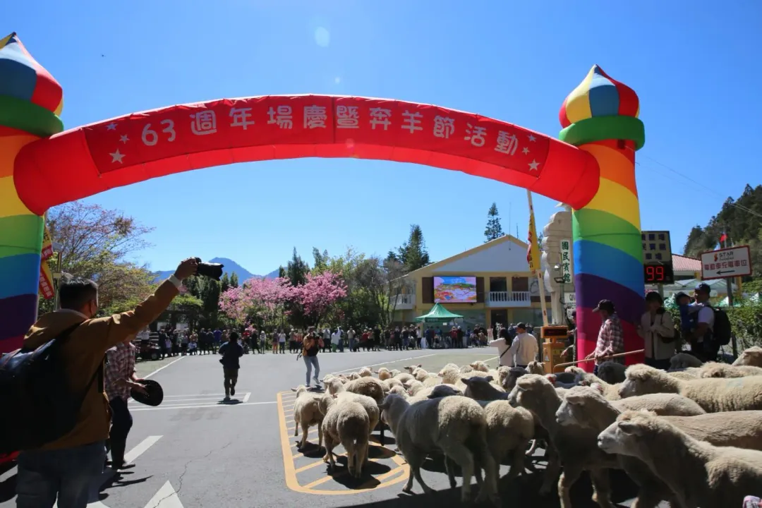 清境農場將場慶和奔羊節一同舉辦，推動地方觀光亮點。（圖／翻攝自Facebook@清境農場 Qingjing Farm）
