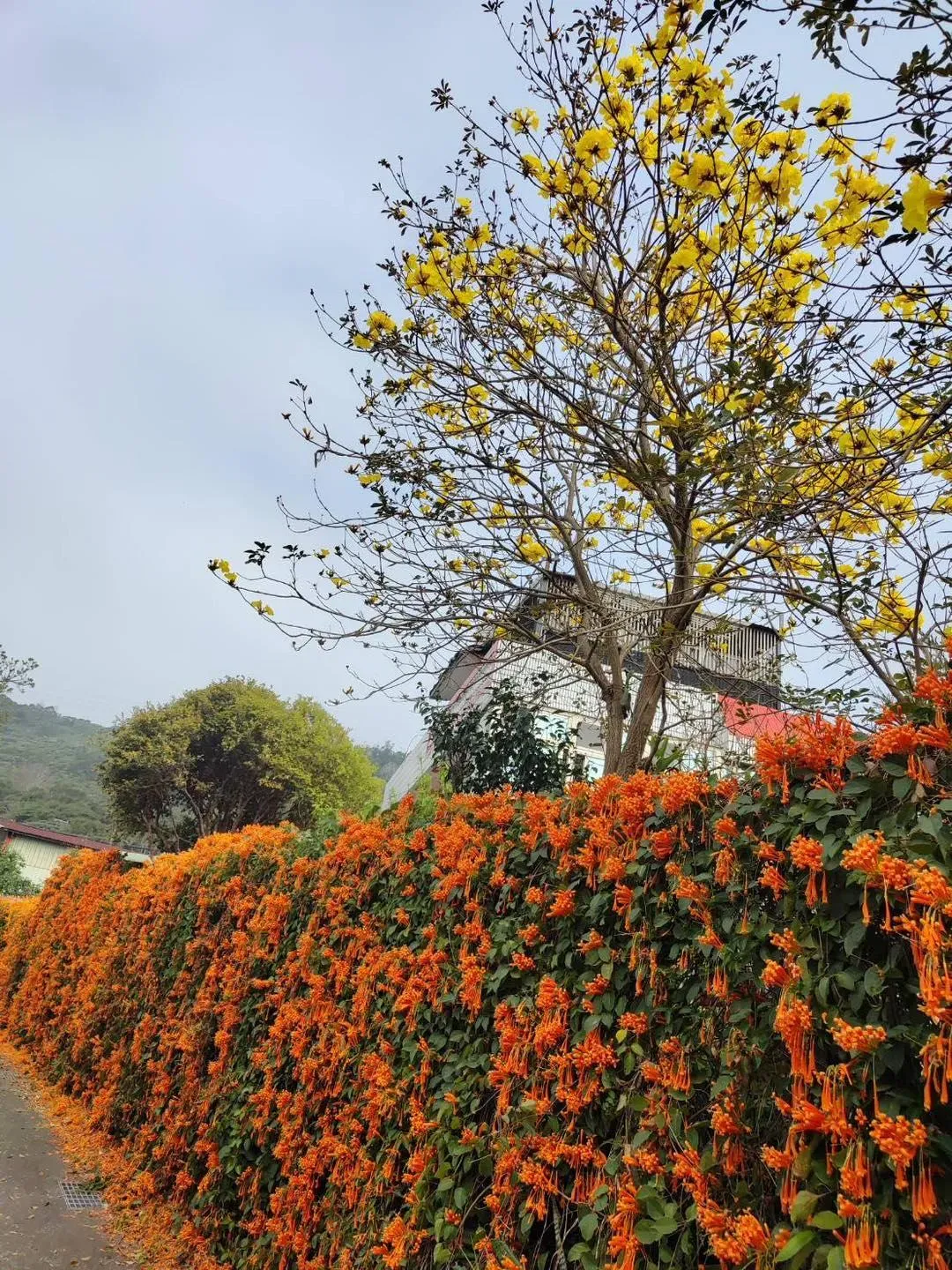 詹家正值炮仗花盛開期。(圖/新竹縣政府提供)