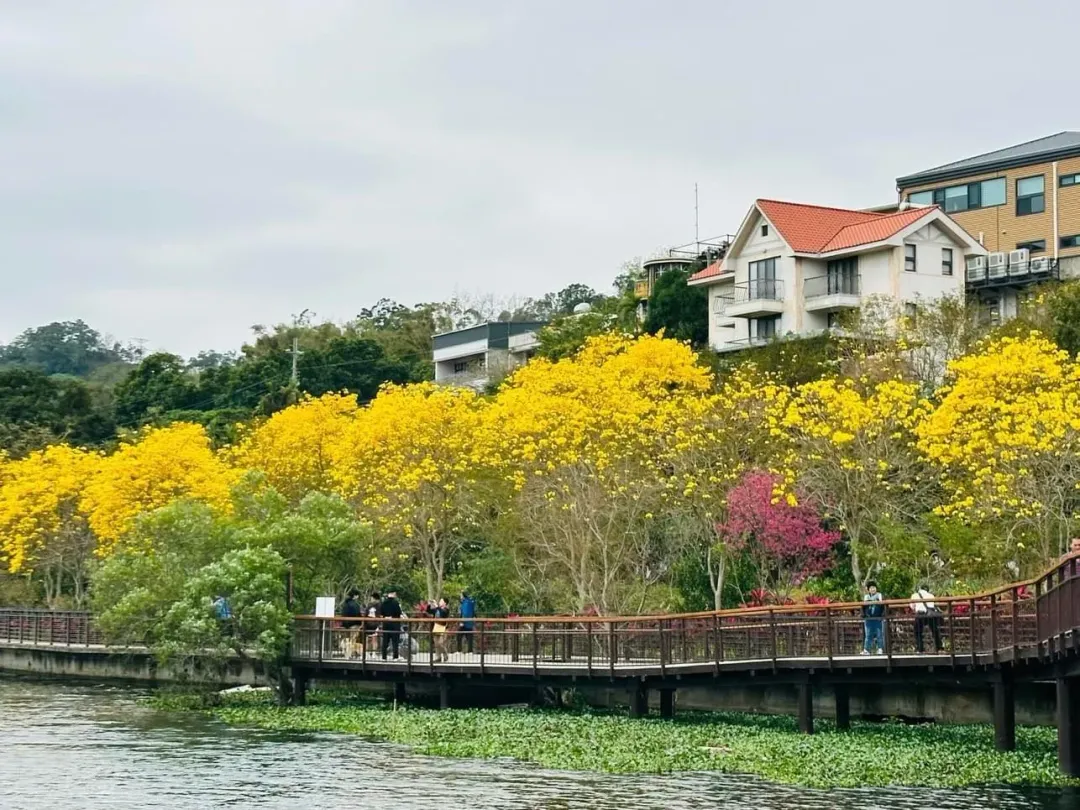3月將迎來風鈴木盛開的季節。(圖/新竹縣政府提供)