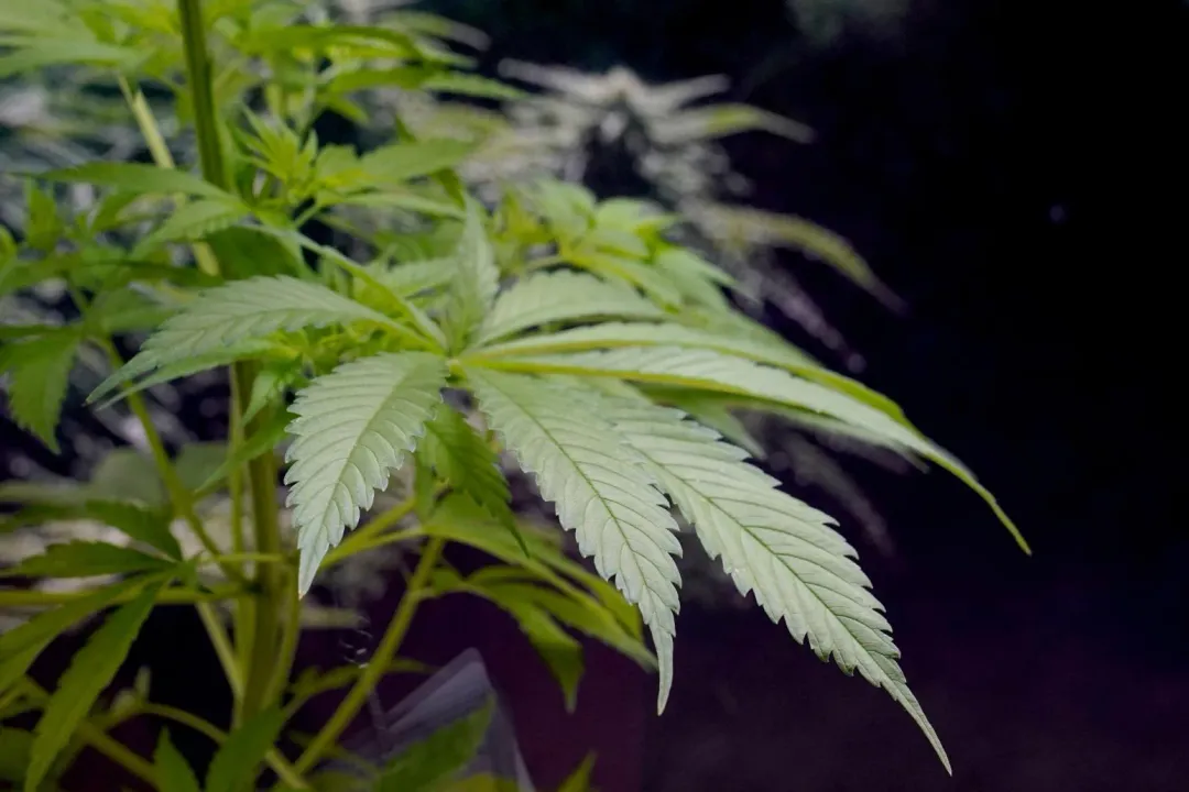 未來若在泰國使用娛樂性大麻，最高恐被罰5.4萬台幣罰款。（資料圖／美聯社）