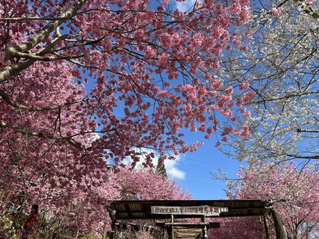 新竹縣尖石鄉玉峰村的司馬庫斯部落每年2月到3月期間櫻花盛開,年年吸引遊客慕名而來。(圖/翻攝自Facebook@Smangus司馬庫斯)