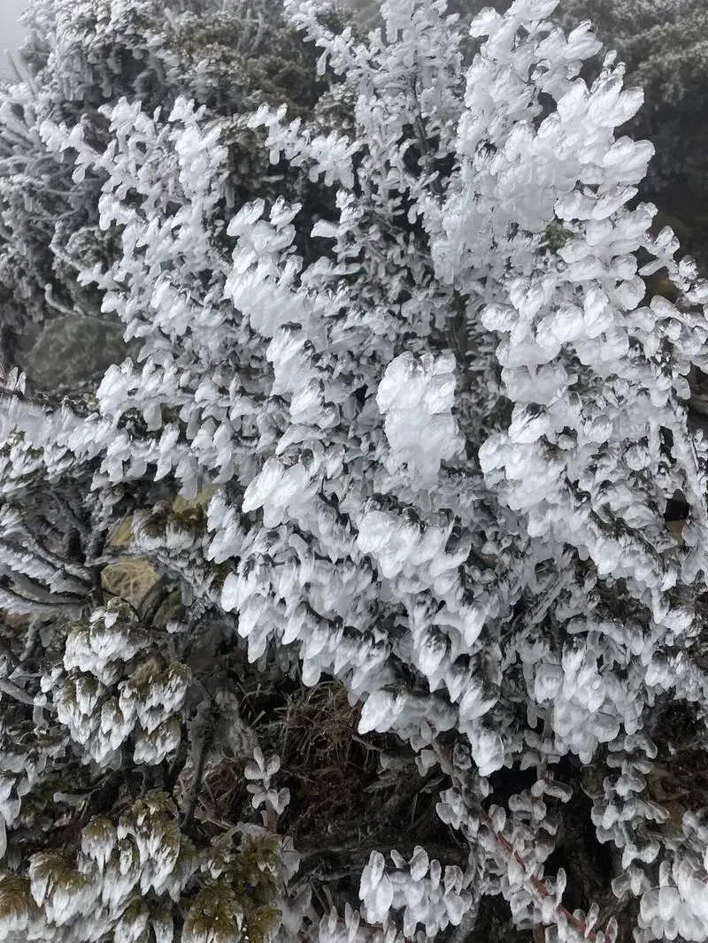 玉山2日上午下起冰珠,植物也結上厚厚的霧淞。(圖/玉管處提供)
