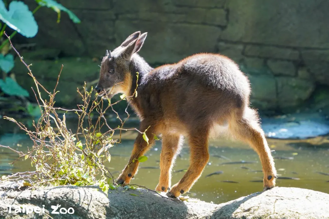 台灣野山羊「皮蛋」可自行採食。(圖/動物園提供)