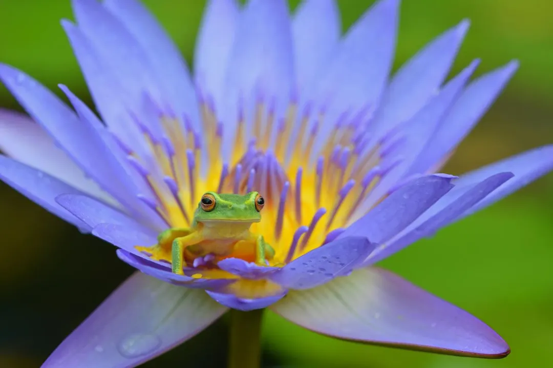 印度發現一隻活體青蛙身上竟然長出一朵蘑菇(示意圖/翻攝Unsplash)