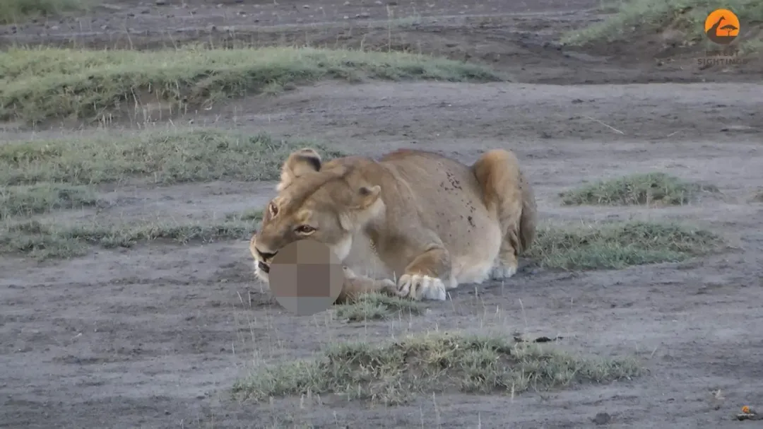 母獅開始啃食小獅子的頭部。（圖／Latest Sightings YT）