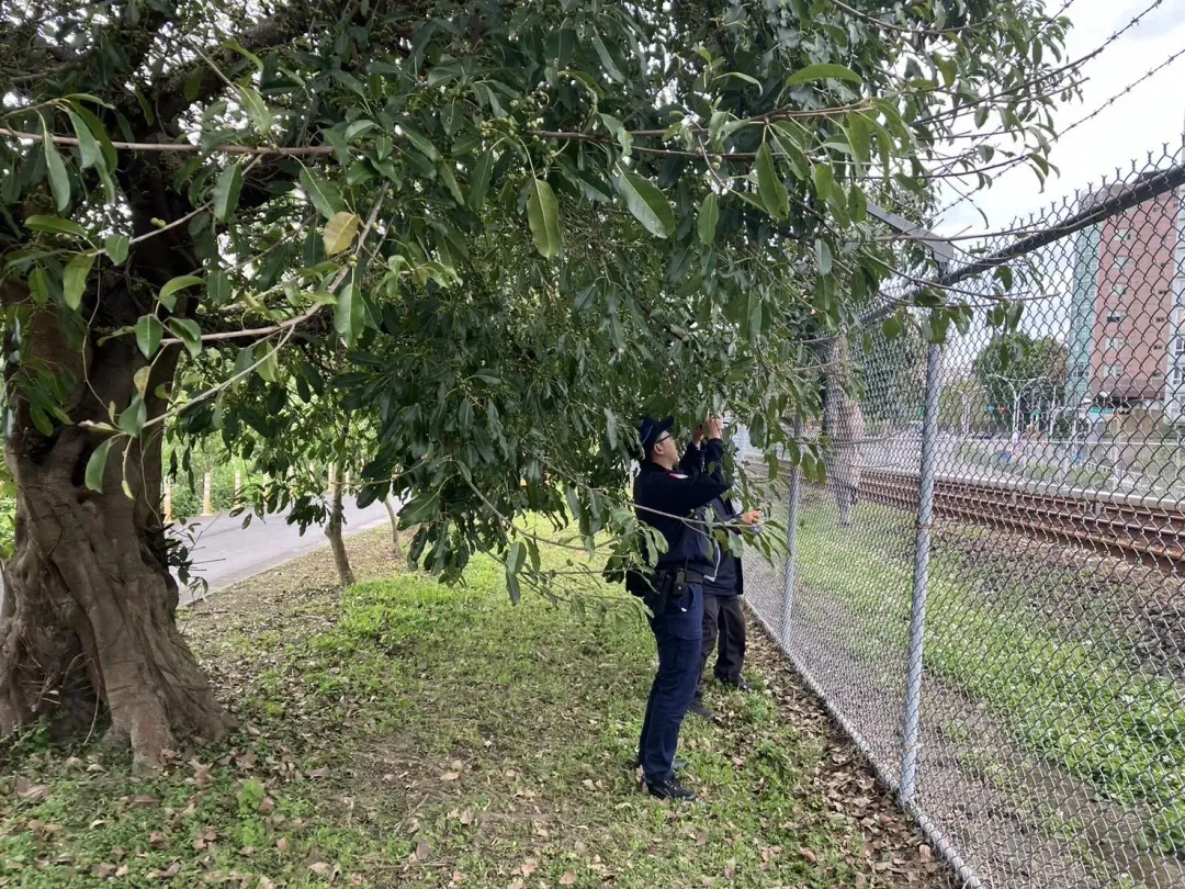 轄區員警趕到現場，圍捕闖入軌道的女子。（圖／翻攝畫面）