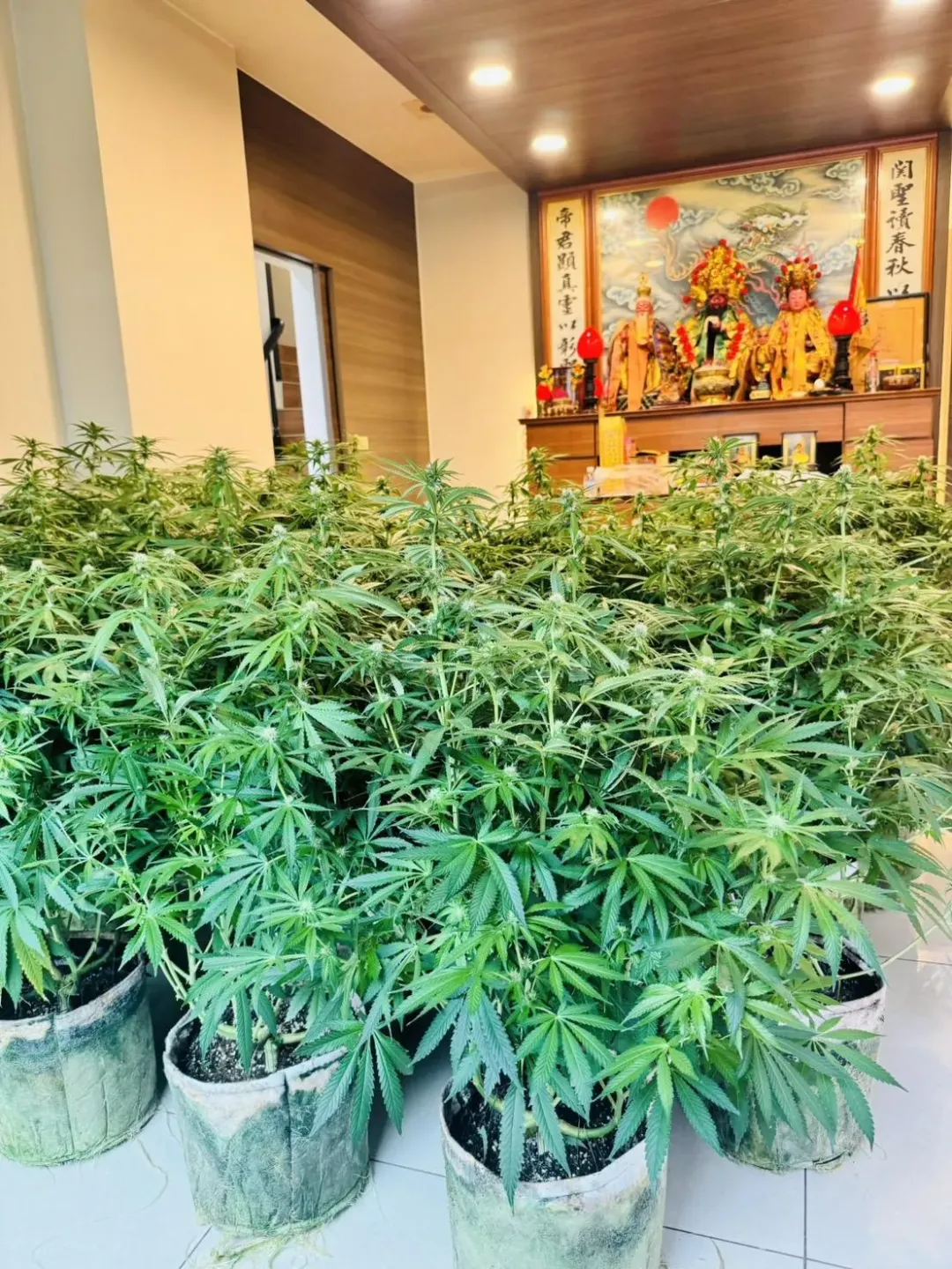 陳嫌屋內神明廳內栽種打量大麻活株。(圖/翻攝畫面)