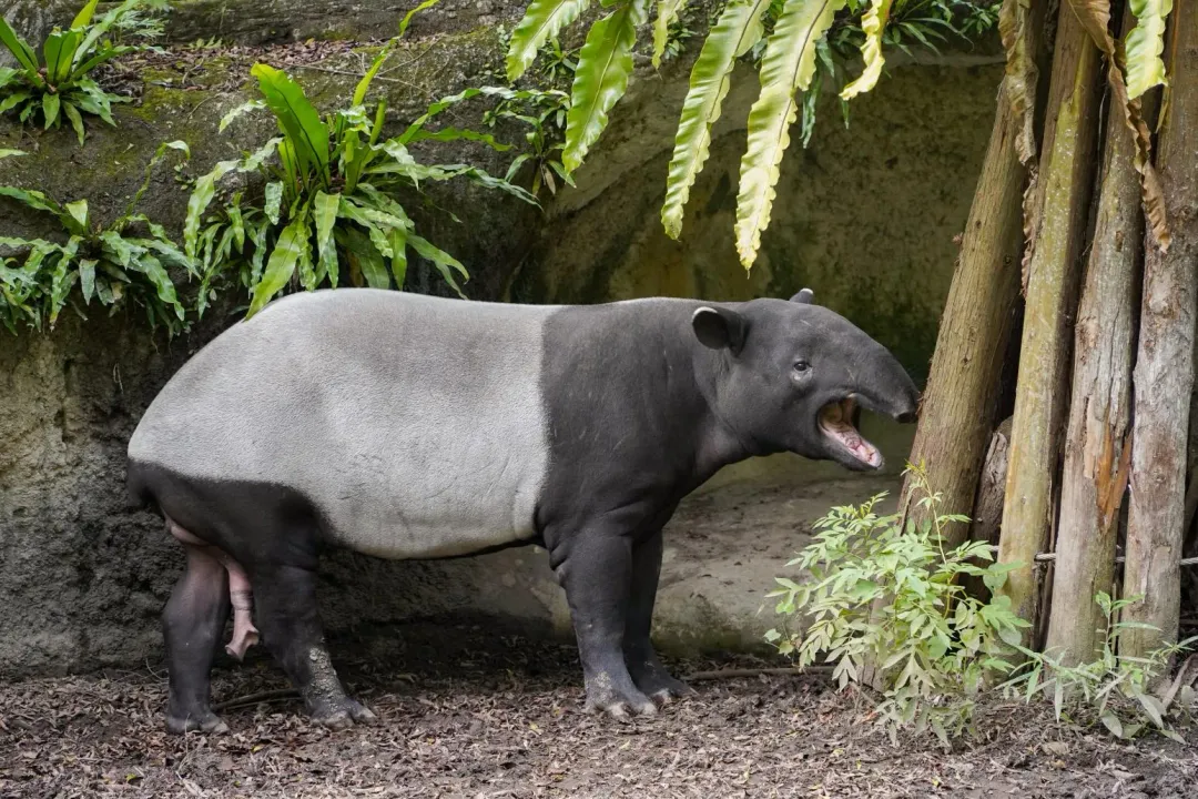 台北市立動物園園內出生的馬來貘「貘豆」正值適婚年齡。(圖/翻攝畫面)