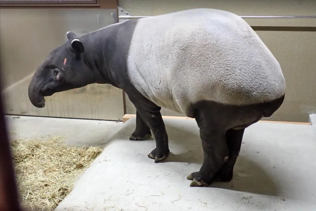 「貘豆」將在日本東山動植物園建立新家庭。(圖/翻攝畫面)