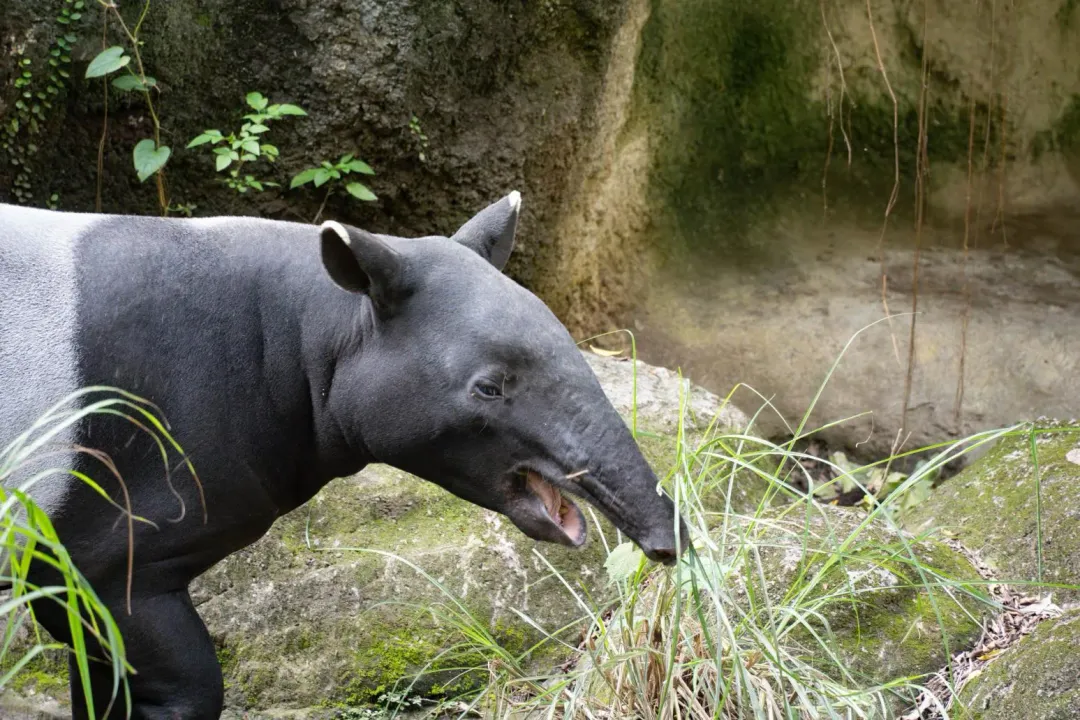 馬來貘是瀕臨滅絕的物種,全世界動物園持續推動馬來貘域外族群管理。(圖/翻攝畫面)