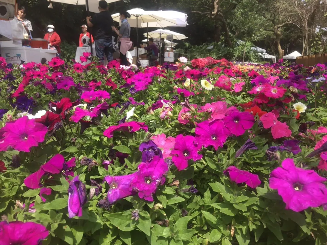 步道旁亮眼繽紛的花朵十分吸睛。（圖／新竹市政府提供）