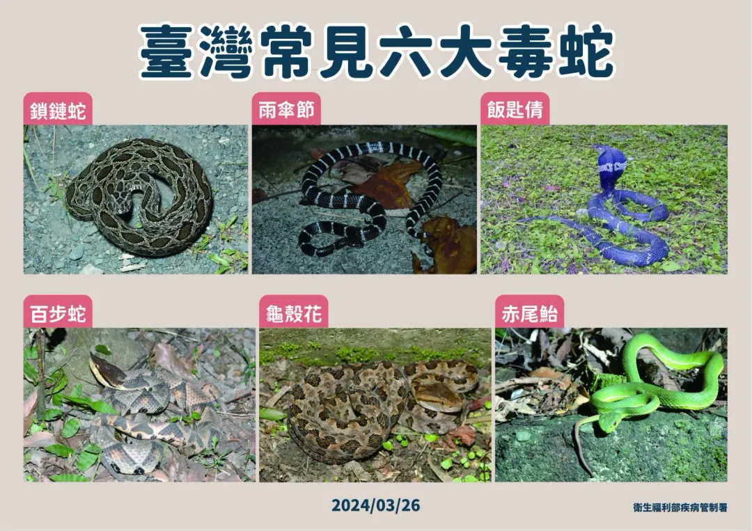 清明連續假期即將到來,且近期氣候溫暖潮濕,蛇類活動力增加。(圖/疾管署提供,下同)