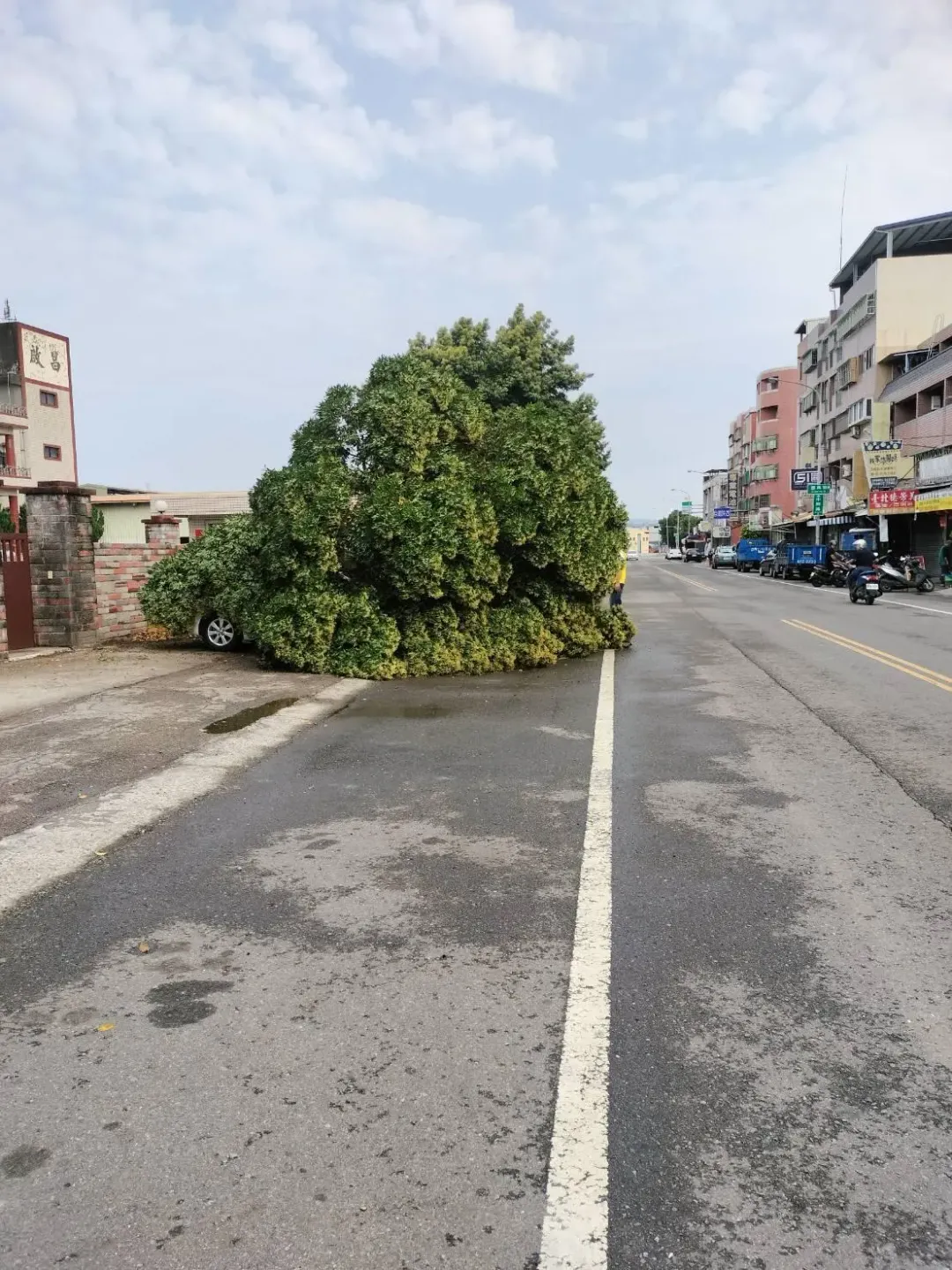 大棵路樹倒塌躺地上。（圖／中天新聞）