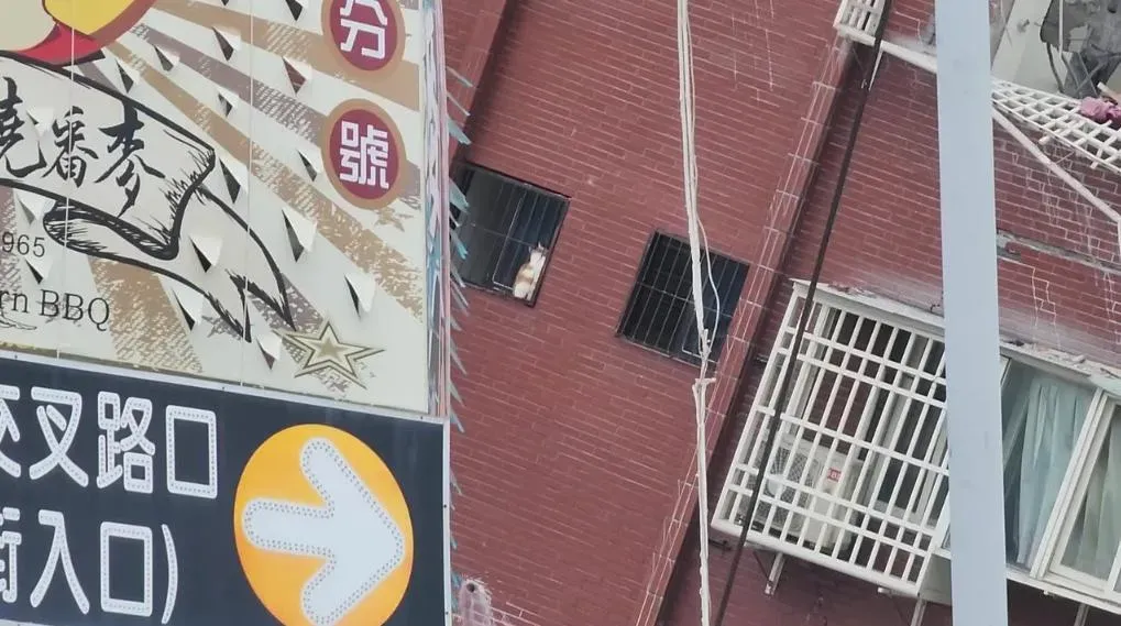 今天搜救隊在八樓的窗邊位置,找到一隻貓(橘子),據悉就是住在八樓的住戶余小姐。(圖/中天新聞)