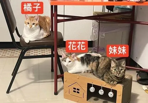 8樓住戶其中一隻橘子疑似找到(圖/民眾提供)