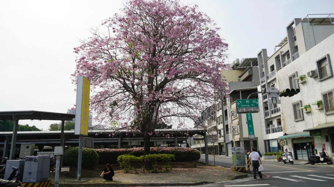 台南市北區賢良公園約種30棵洋紅風鈴木,其中一棵5樓高的洋紅風鈴木全面綻放。(圖/中天新聞)