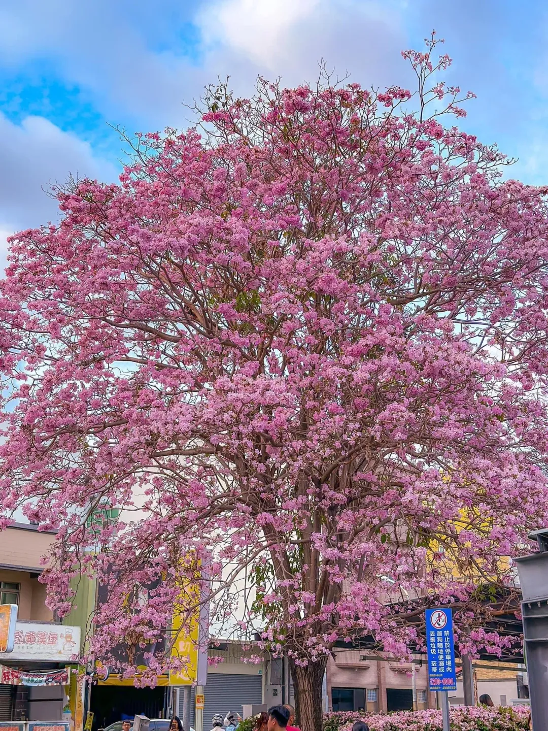 粉紅花辮隨風飄落,鋪地宛如地毯,情況就像阿里山「櫻王」那樣,傲視群芳。(圖/中天新聞)