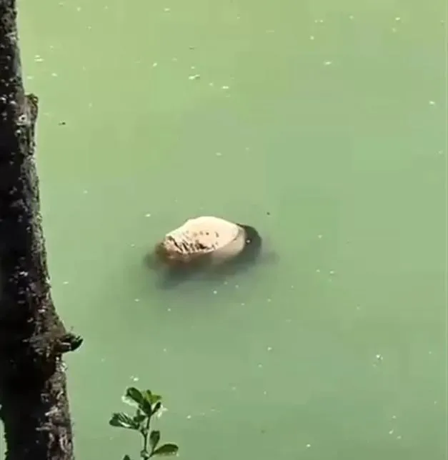有民眾在四川雅安發現一頭野生貓熊河道中溺斃(圖/翻攝微博)