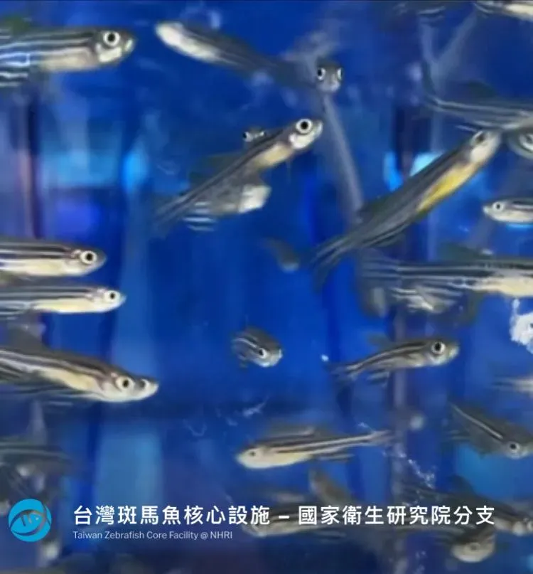 斑馬魚與人類大約有70%的同源基因,加上繁殖容易快速,飼養成本低廉,近年來成為取代鼠類主要的實驗動物。